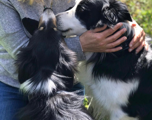 Communication animale ou soin énergétique pour Animaux | 1h - Alexandrae Healing